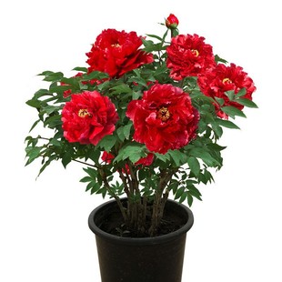 ���ĵ��������绨��ֲ���҃Ȼ��׻���B����ͥԺĵ��������