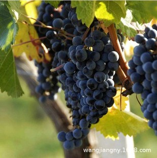 ��ϼ���R�������� �½��R���� ��ţ���������٘������Ѿ޷��ɫ��