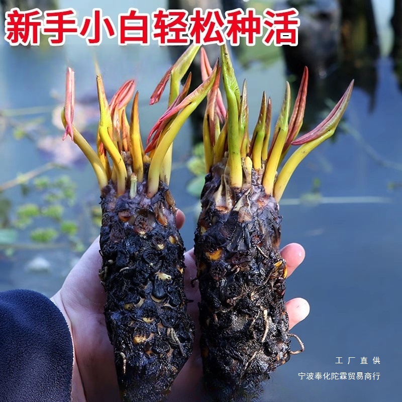 Water Lily Hydroponic Plant All Year Round Water Culture Lotus Water Lotus Potted Flower Water Pond Large Water Lily Root Block with Buds
