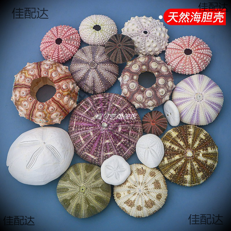 ♤ Natural Sea Urchin Shell Conch Creative DIY Photo Frame Night Light Mediterranean Decoration Air Pineapple Flower Pot Batch