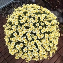 玛格丽特花种籽子多年生太阳花四季播种阳台庭院易活小雏菊种籽子