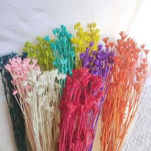 永生八角花干花森系复古插花花材手工diy材料田园风小清新客厅