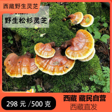 西藏灵芝整枝野生采摘灵芝赤灵芝正宗干货礼盒装野生灵芝西藏直发