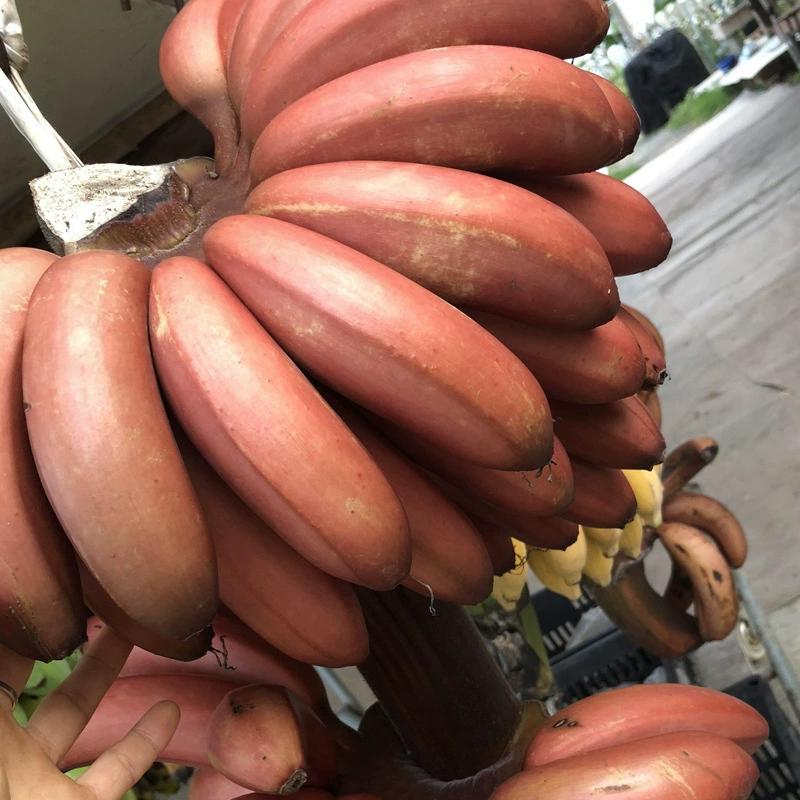 [Мероприятие] Оптовая продажа бананов «Красавица» из Чжанчжоу, Фуцзянь — 2.5kg свежих, сладких и нежных фруктов для беременных, бананы «Тухоу» с красной кожурой