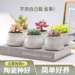 Succulent Plant Combination Small Potted Ceramic Pot Novice Green Plant Potted Florals Office Desktop Decoration Free Shipping