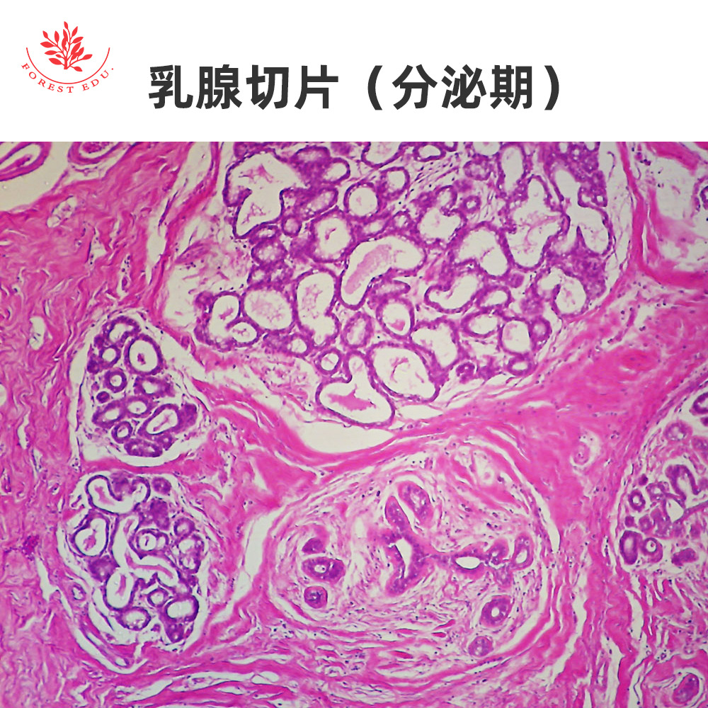 1 内分泌系统显微玻片