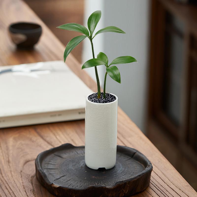 竹柏小盆栽迷你盆景室内花卉驱蚊草植物办公室桌面禅意好养活绿植