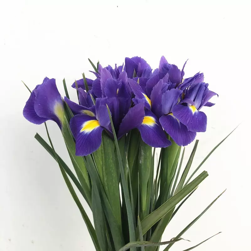 鸢尾花新鲜鸢尾爱丽丝鲜花云南基地直发鲜切花婚庆活动新娘手捧花