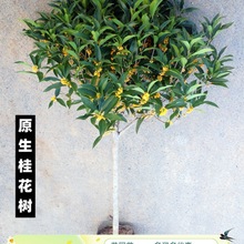 桂花树苗四季桂大型花卉八月庭院原生高杆金丹天香台阁沉香地盆栽