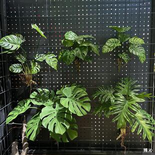 �߷���ܛ�z�����~������~�ӎ����Gֲ�������廨�쾰�Gֲ���۔[��