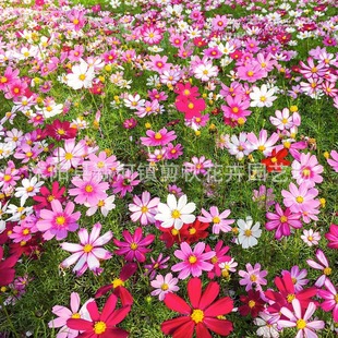 Cosmos Flower Seeds, Gesang Flower Seeds, Colorful Flower Seeds, Sowing and Blooming in All Seasons, Outdoor Planting in the Courtyard