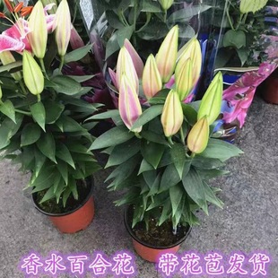 Perfume Lily Potted Seedlings with Buds Indoor Autum Living Room Office Balcony Four-Season Plant Delivery Flowers