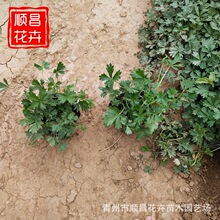 ���ع������~ί��� �G�����~���~ί��� �G�����̻����o�²����l