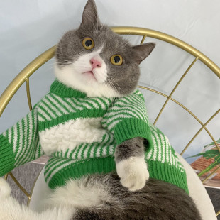 2022 Autumn and Winter Pet Knitted Sweater French Bulldog Dog Cat Blue and White Cashmere Thickened Warm and Coldproof Clothes Kitten