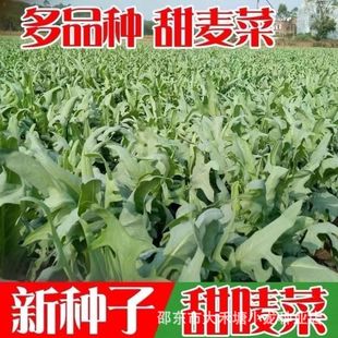 ꖴ���ѿ�����˷N�Ӱ׻�ѿ�����˴����O���������������߲˷N��