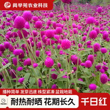 ǧռtN԰ռtļ컨N׷NǧǧռtN