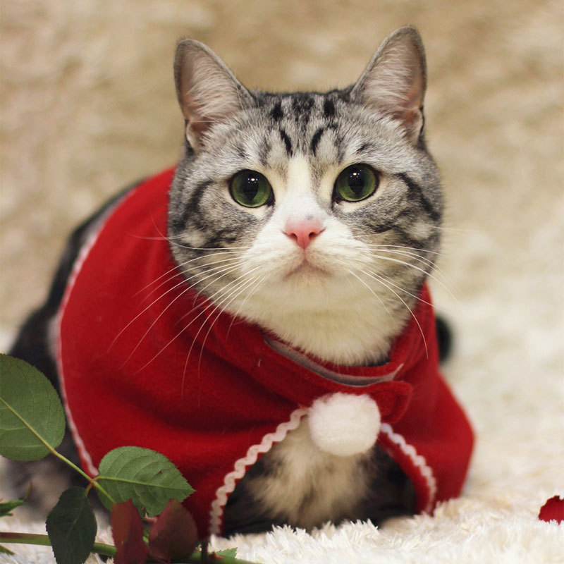 Amazon クリスマス ペット 女装服 犬猫 帽子 帽子 マント スカーフ 変身ユニバーサルマント|undefined