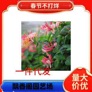 һ�����l���y�����t��ʳ�ütɫ�ʾ��ٱ�����ľ�����̨����������