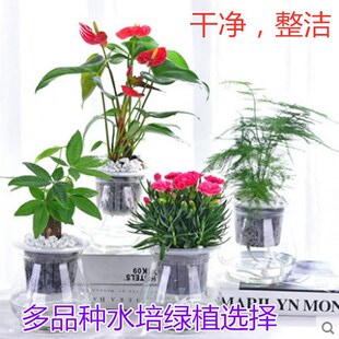 ˮ��Gֲ�G�}�d�ӻ��lؔ�䳣���������҃ȾGɫСֲ���ļ��L������