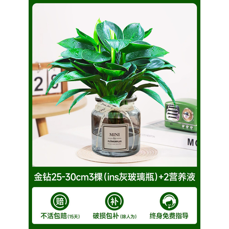 수경 금다이아몬드 25-30cm 3그루(회색 유리병) + 영양액 2개