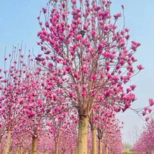 ؑcFĴtm12ּtm15ּtm18ּt