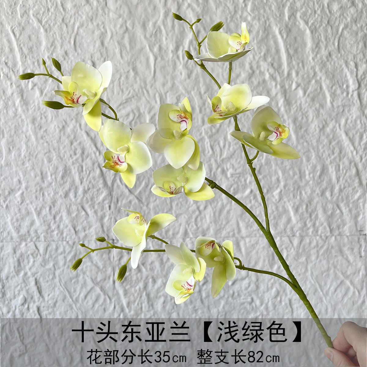 Diez orquídeas de Asia oriental - verde claro