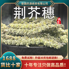 荆芥穗中药材荆介干荆芥土荆芥荆芥草樟脑草假荆芥新鲜新货茶大穗