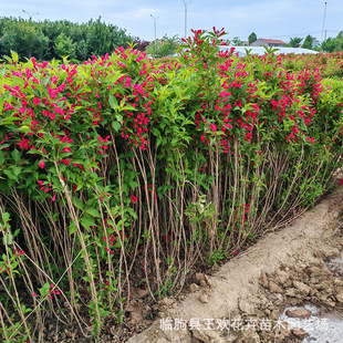 �t�����\�����~��ľ���l �t�����\�����\������ͥԺɫ�K�G�h����