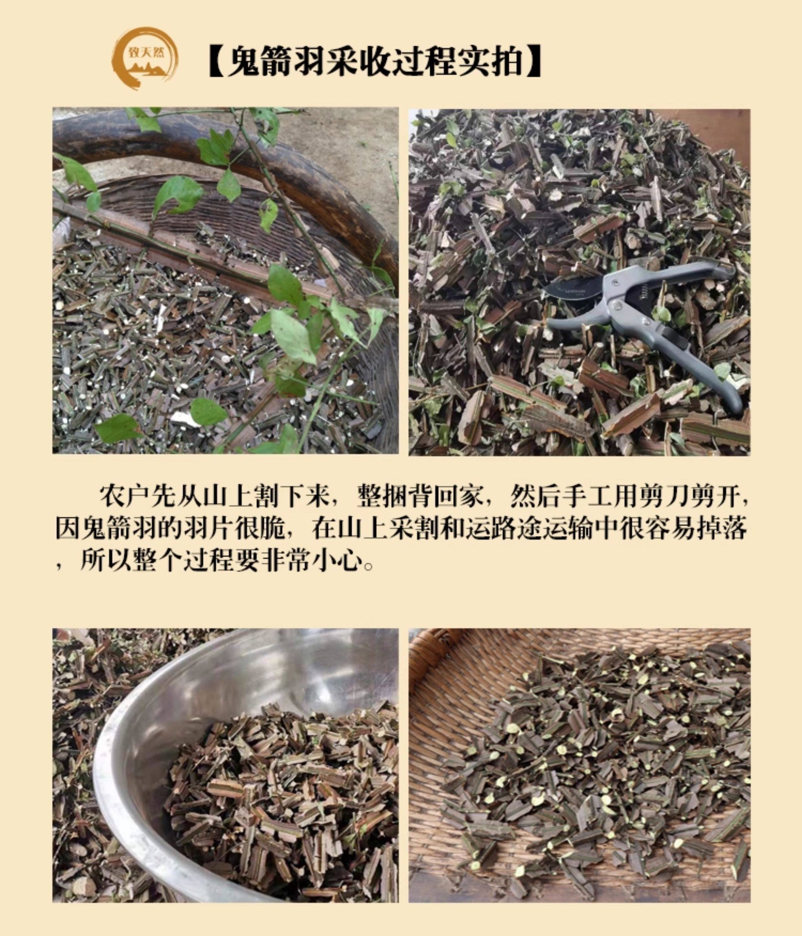 Gui Jian Yu Dried Herb 500g Euonymus alatus Twig Decoction Pieces Traditional TCM Herbal Supply key features
