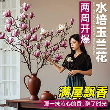 水培玉兰花鲜切枝带花苞腊梅干枝红梅鲜花卉室内好养四季开花植物