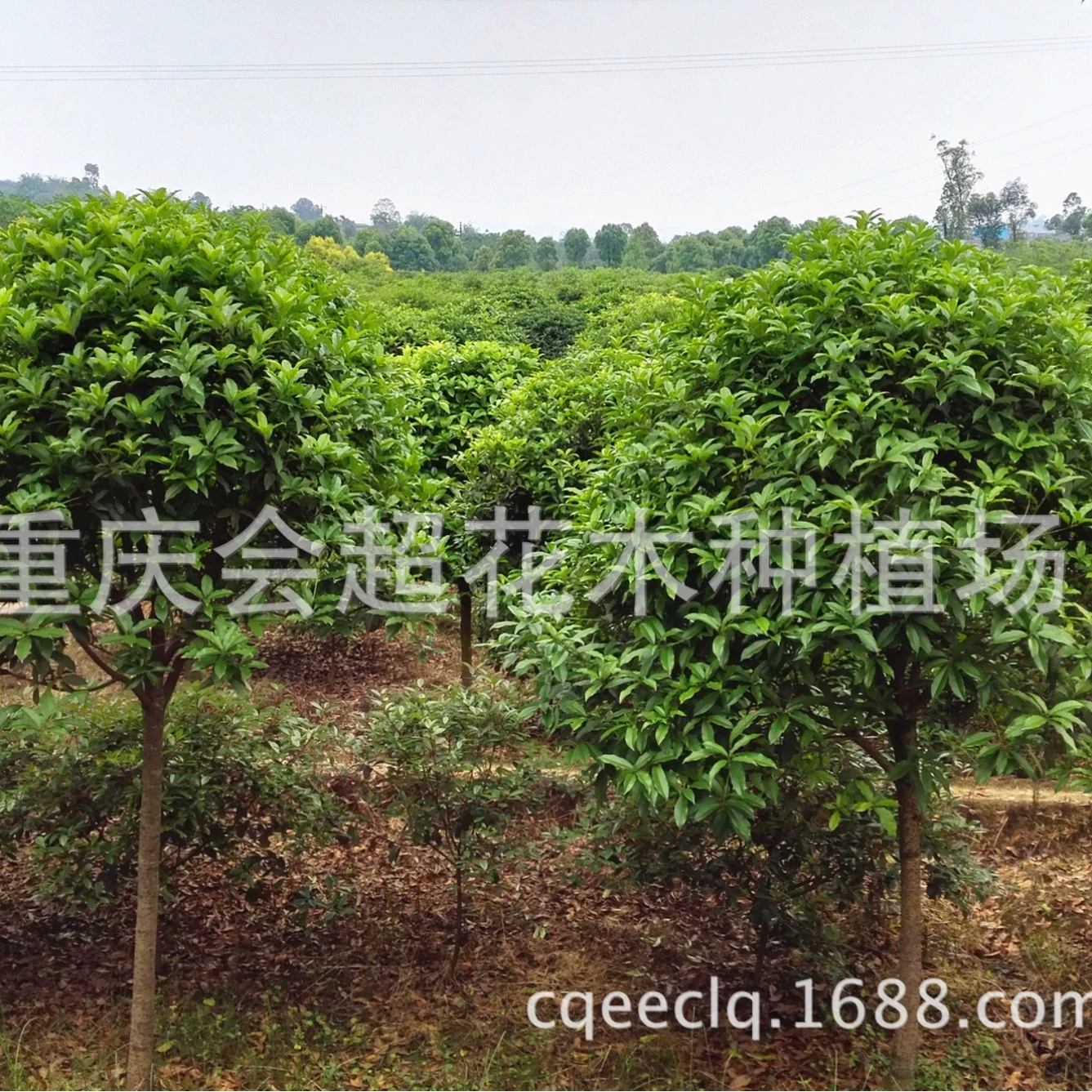 База питания османтуса оптом саженцы османтуса различных спецификаций крупные выгодно