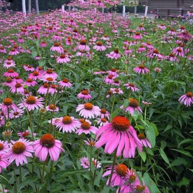 Semillas de flores, semillas de flores.