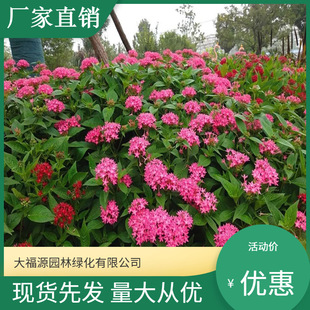 Base Wholesale Pentagonal Flower Star Flower Potted Ground Seedling Project Landscaping Base Supply Star Flower