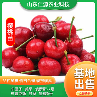 Cherry Seedlings Shandong Are Suitable for Planting Russian No. 8 Large Cherry Saplings in the North and South. Cherry Seedlings