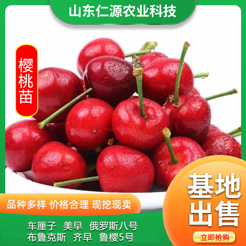 樱桃苗山东 适合南北方种植俄罗斯八号大樱桃树苗车厘子樱桃苗