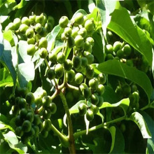 ���ՙΘ�N�� �t�Θ�N�� С�~�ηN�� Ѫ�Θ�N�� ���~�Θ�N��