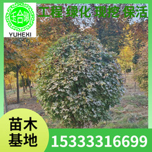 五角枫球 耐寒五角枫坡地绿化 枫树球 五角枫高杆球 造景树球