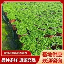 基地供应新品种新西兰半边莲苗 绿化护坡开花绿植花卉盆栽