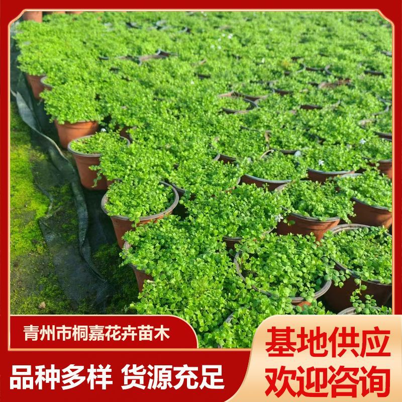 基地供应新品种新西兰半边莲苗 绿化护坡开花绿植花卉盆栽