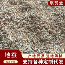 中药材 草石蚕 地蚕 白虫草 土冬虫草 大货批发 量大从优