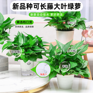 �G�}�����҃�ֲ�ﻨ�ܾGֲˮ���L�ٴ������~�G�j�·�������