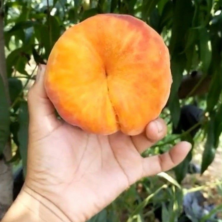 黄金蟠桃苗嫁接地栽桃子树苗南北方种植当年结果特大水蜜桃子苗树