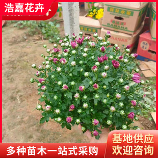 National Day Festival National Day Chrysanthemum Potted Plant Thousand-Headed Chrysanthemum Large Chrysanthemum Garden Greening Florals and Grass Florals for October 1St