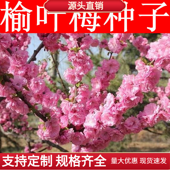 新采榆叶梅种子 大红花 重瓣梅花树榆梅小桃红种籽榆叶鸾枝树种子