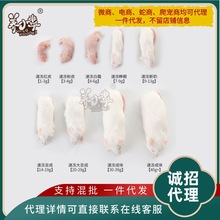 小白鼠工厂养殖冷冻无菌小白鼠乳鼠红皮粉皮白霜开口料一件代发