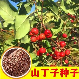 ɽ���ӷN�� ���G�� ɽ���� �޽��O������Ʒ�Nɽ�G����ľ�N��