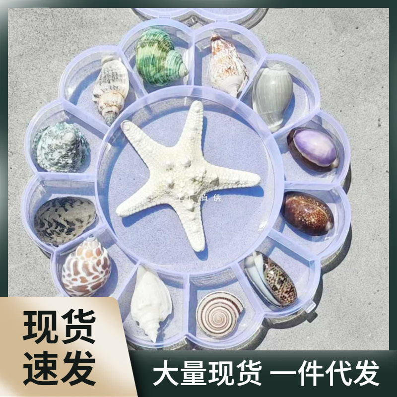 天然贝壳海螺海星海胆壳幼儿园手工diy相框漂流瓶风铃打孔小贝壳