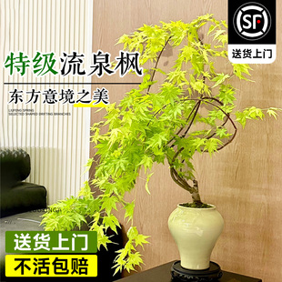 �S����Ȫ�����ԾGֲ�҃��辰�Ϙ��k��������ֲ���ļ��B�U�����