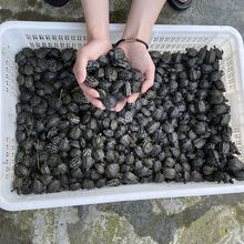 乌龟批发中华草龟草龟苗小活体外塘长寿龟宠物水龟金线活物