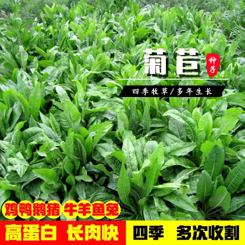 Chicory Seeds, Large-Leaf Perennial Fodder Seeds, Grass Seeds That Pigs, Cattle, Sheep, Fish, Chickens, Ducks, Geese, and Rabbits Love to Eat, Rabbit Grass Chicory Seeds, Large-Leaf Perennial Fodder Seeds, Grass Seeds That Pigs, Cattle, Sheep, Fish, Chickens, Ducks, Geese, and Rabbits Love to Eat, Rabbit Grass